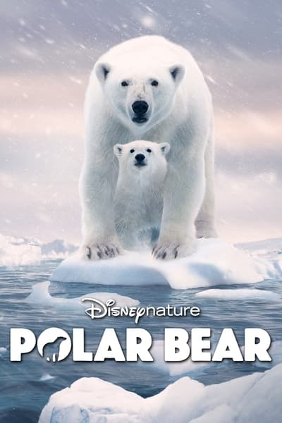 Ours polaire